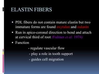 ELASTIN FIBERS
 PDL fibers do not contain mature elastin but two
immature forms are found oxytalan and eulanin
 Run in apico-coronal direction to bend and attach
at cervical third of root (Fulmer et al. 1974)
 Function
- regulate vascular flow
- play a role in tooth support
- guides cell migration
 