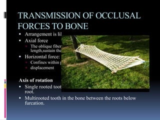 TRANSMISSION OF OCCLUSAL
FORCES TO BONE
 Arrangement is like suspension bridge or hammock.
 Axial force
 The oblique fibers alter their wavy pattern and attain full
length,sustain the major part of the axial force
 Horizontal force:
 Confines within pdl
 displacement
Axis of rotation
 Single rooted tooth at junction of middle and apical 3rd of the
root.
 Multirooted tooth in the bone between the roots below
furcation.
 
