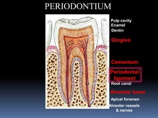 PERIODONTIUM
Cementum
Periodontal
ligament
Alveolar bone
Apical foramen
Pulp cavity
Enamel
Dentin
Gingiva
Root canal
Alveolar vessels
& nerves
 