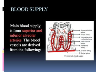 BLOOD SUPPLY
Main blood supply
is from superior and
inferior alveolar
arteries. The blood
vessels are derived
from the following:
 
