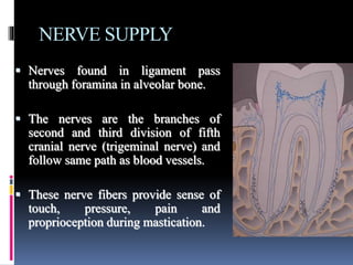 NERVE SUPPLY
 Nerves found in ligament pass
through foramina in alveolar bone.
 The nerves are the branches of
second and third division of fifth
cranial nerve (trigeminal nerve) and
follow same path as blood vessels.
 These nerve fibers provide sense of
touch, pressure, pain and
proprioception during mastication.
 