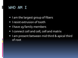 WHO AM I
 I am the largest group of fibers
 I resist extrusion of tooth
 I have 19 family members
 I connect cell and cell, cell and matrix
 I am present between mid third & apical third
of root
 