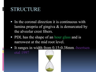 STRUCTURE
 In the coronal direction it is continuous with
lamina propria of gingiva & is demarcated by
the alveolar crest fibers.
 PDL has the shape of an hour glass and is
narrowest at the mid root level.
 It ranges in width from 0.15-0.38mm.-beertsen
etal 1997
 