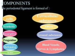 cells
COMPONENTS
The periodontal ligament is formed of :
Fibers
Extracellular
substances
Synthetic
Resorptive
Progenitor
Defensive
Ground substances
Blood Vessels,
Nerves & Lymphatics.
ECRM
 