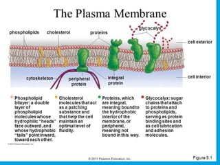 Components of plasma membrane | PPTX