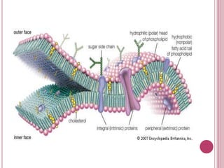 Components of plasma membrane | PPTX