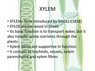 XYLEM
• XYLEM- Term introduced by NAGELI(1858)
• XYLOS means wood in Greek
• Its basic function is to transport water, but it
also transfer some nutrients through the
plants
• Xylem fibres are supportive in function.
• It consists of tracheids, vessels, xylem
parenchyma and xylem fibres
 