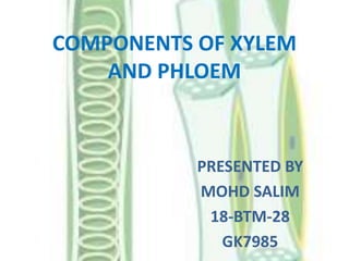 Xylem