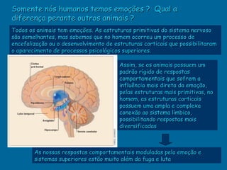 Somente nós humanos temos emoções ? Qual a
diferença perante outros animais ?
Todos os animais tem emoções. As estruturas primitivas do sistema nervoso
são semelhantes, mas sabemos que no homem ocorreu um processo de
encefalização ou o desenvolvimento de estruturas corticais que possibilitaram
o aparecimento de processos psicológicos superiores.

                                        Assim, se os animais possuem um
                                        padrão rígido de respostas
                                        comportamentais que sofrem a
                                        influência mais direta da emoção,
                                        pelas estruturas mais primitivas, no
                                        homem, as estruturas corticais
                                        possuem uma ampla e complexa
                                        conexão ao sistema límbico,
                                        possibilitando respostas mais
                                        diversificadas



        As nossas respostas comportamentais moduladas pela emoção e
        sistemas superiores estão muito além da fuga e luta
 