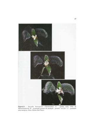17




Figura2.1 - Epicadus heterogaster (Thomisiidae); A - parada sobre folha de
Melastomataceae; B - assumindo postura de predação - postura "em flor"; C - predando
uma mariposa, (fotos: Kleber Del-Claro).
 