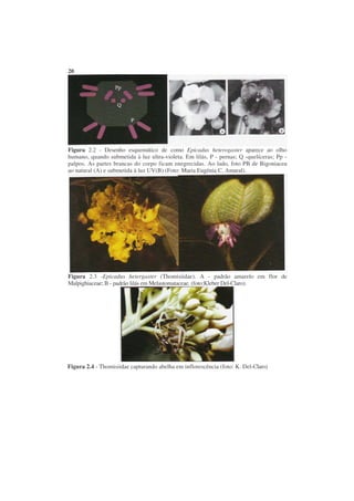 20




Figura 2.2 - Desenho esquemático de como Epicadus heterogaster aparece ao olho
humano, quando submetida à luz ultra-violeta. Em lilás, P - pernas; Q -quelíceras; Pp -
palpos. As partes brancas do corpo ficam enegrecidas. Ao lado, foto PB de Bigoniacea
ao natural (A) e submetida à luz UV(B) (Foto: Maria Eugênia C. Amaral).




Figura 2.3 -Epicadus hetergaster (Thomisiidae). A - padrão amarelo em flor de
Malpighiaceae; B - padrão lilás em Melastomataceae. (foto:Kleber Del-Claro).




Figura 2.4 - Thomisiidae capturando abelha em inflorescência (foto: K. Del-Claro)
 