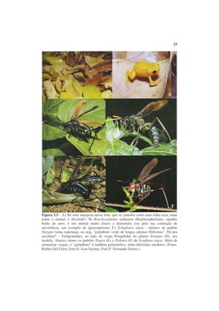 25




Figura 2.5 - A) Há uma mariposa nessa foto, que se camufla como uma folha seca, tente
achar o animal, é divertido!; B) Brachycephalus ephipium (Brachicephalidae), sapinho
botão de ouro, é um animal muito tóxico e demonstra isso pela sua coloração de
advertência, um exemplo de aposematismo; C) Schaphura nigra - mímico do padrão
Entypus (uma esperança, ou seja, "gafanhoto verde de longas antenas filiformes". Dá pra
acreditar? - Tettigoniidae), ao lado da vespa Pompilidae do gênero Entypus (D), seu
modelo. Abaixo, temos os padrões Pepsis (E) e Polistes (F) de Scaphura nigra. Além de
mimetizar vespas, o "gafanhoto" é também polimórfico, imita diferentes modelos. (Fotos:
Kleber Del Claro; Foto E: Ivan Sazima; Foto F: Fernando Frieiro.)
 