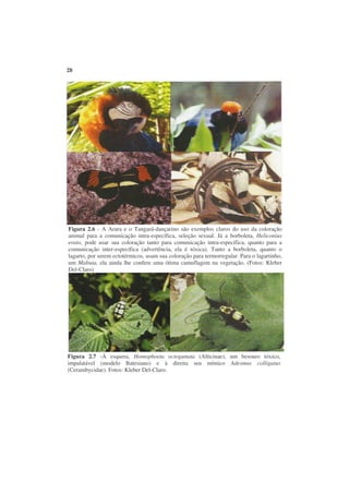 28




Figura 2.6 - A Arara e o Tangará-dançarino são exemplos claros do uso da coloração
animal para a comunicação intra-específica, seleção sexual. Já a borboleta, Heliconius
erato, pode usar sua coloração tanto para comunicação intra-específica, quanto para a
comunicação inter-específica (advertência, ela é tóxica). Tanto a borboleta, quanto o
lagarto, por serem ectotérmicos, usam sua coloração para termorregular. Para o lagartinho,
um Mabuia, ela ainda lhe confere uma ótima camuflagem na vegetação. (Fotos: Kleber
Del-Claro)




Figura 2.7 -Á esquera, Homophoeta octoguttata (Alticinae), um besouro tóxico,
impalatável (modelo Batesiano) e à direita seu mímico Adesmus colligatus
(Cerambycidae). Fotos: Kleber Del-Claro.
 