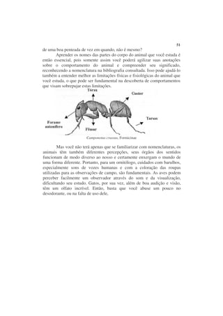 51
de uma boa penteada de vez em quando, não é mesmo?
       Aprender os nomes das partes do corpo do animal que você estuda é
então essencial, pois somente assim você poderá agilizar suas anotações
sobre o comportamento do animal e compreender seu significado,
reconhecendo a nomenclatura na bibliografia consultada. Isso pode ajudá-lo
também a entender melhor as limitações físicas e fisiológicas do animal que
você estuda, o que pode ser fundamental na descoberta de comportamentos
que visam sobrepujar estas limitações.




                       Camponotus crassus, Formicinae

        Mas você não terá apenas que se familiarizar com nomenclaturas, os
animais têm também diferentes percepções, seus órgãos dos sentidos
funcionam de modo diverso ao nosso e certamente enxergam o mundo de
uma forma diferente. Portanto, para um ornitólogo, cuidados com barulhos,
especialmente sons de vozes humanas e com a coloração das roupas
utilizadas para as observações de campo, são fundamentais. As aves podem
perceber facilmente um observador através do som e da visualização,
dificultando seu estudo. Gatos, por sua vez, além de boa audição e visão,
têm um olfato incrível. Então, basta que você abuse um pouco no
desodorante, ou na falta de uso dele,
 