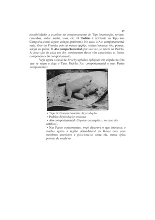 97
possibilidades a escolher no comportamento do Tipo locomoção, seriam:
caminhar, andar, nadar, voar, etc. O Padrão é referente ao Tipo (ou
Categoria, como alguns colegas preferem). No caso, o Ato comportamental
seria Voar ou Voando, pois as outras opções, seriam levantar vôo, pousar,
adejar ou pairar. O Ato comportamental, por sua vez, se refere ao Padrão.
A descrição de cada um dos movimentos desse vôo caracteriza as Partes
componentes do comportamento.
        Veja agora o casal de Brachycephalus ephipium em cópula na foto
que se segue e diga o Tipo, Padrão, Ato comportamental e suas Partes
componentes!




              Tipo de Comportamento: Reprodução.
              Padrão: Reprodução sexuada.
              Ato comportamental: Cópula (ou amplexo, no caso dos
            anfíbios).
              Nas Partes componentes, você descreve o que interessa: o
            macho agarra a região dorso-lateral da fêmea com seus
            membros anteriores e posiciona-se sobre ela, numa típica
            postura de amplexo.
 
