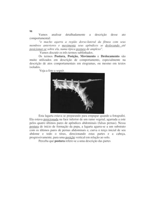 98
       Vamos analisar detalhadamente a descrição desse ato
comportamental:
       "o macho agarra a região dorso-Iateral da fêmea com seus
membros anteriores e movimenta seus apêndices se deslocando até
posicionar-se sobre ela, numa típica postura de amplexo".
        Vamos discutir os três termos sublinhados.
       Os termos Postura, Posição, Movimento e Deslocamento são
muito utilizados em descrição de comportamento, especialmente na
descrição de atos comportamentais em etogramas, ou mesmo em textos
isolados.
        Veja a foto a seguir.




       Esta lagarta estava se preparando para empupar quando a fotografei.
Ela estava posicionada na face inferior de um ramo vegetal, agarrada a este
pelos quatro últimos pares de apêndices abdominais (falsas pernas). Nessa
postura de início de formação da pupa, a lagarta agarra-se a um substrato
com os últimos pares de pernas abdominais e, curva o terço inicial de seu
abdome e todo o tórax, direcionando estas partes e a cabeça,
progressivamente, para uma posição vertical em relação ao solo.
       Perceba que postura refere-se a uma descrição das partes
 