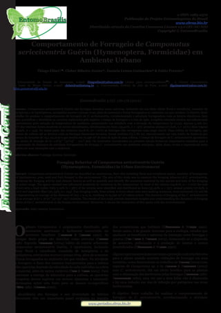 www.periodico.ebras.bio.brwww.periodico.ebras.bio.br
e-ISSN 1983-0572
Publicação do Projeto Entomologistas do Brasil
www.ebras.bio.br
Distribuído através da Creative Commons Licence v3.0 (BY-NC-ND)
Copyright © EntomoBrasilis
Comportamento de Forrageio de Camponotus
sericeiventris Guérin (Hymenoptera, Formicidae) em
Ambiente Urbano
Thiago Elisei¹
, Cleber Ribeiro Junior², Daniela Lemos Guimarães³ & Fabio Prezoto³
1. Universidade do Estado do Amazonas, e-mail: thiagoelisei@yahoo.com.br (Autor para correspondência
). 2. Centro Universitário
do Leste de Minas Gerais, e-mail: cleber@unilestemg.br. 3. Universidade Federal de Juiz de Fora, e-mail: dlguimaraes@yahoo.com.br,
fabio.prezoto@ufjf.edu.br.
_____________________________________
EntomoBrasilis 5 (2): 170-172 (2012)
EntomologiaGeralEntomologiaGeral
Resumo. Camponotus sericeiventris Guérin são formigas descritas como onívoras, incluindo em sua dieta néctar floral e extrafloral, exsudato de
hemípteros e de lepidópteros, artrópodes mortos e presas vivas, além de sementes e frutos forrageados no ambiente em que residem. O objetivo deste
trabalho foi analisar o comportamento de forrageio de C. sericeiventris, correlacionando a atividade forrageadora com os fatores climáticos, bem
como quantificar e identificar os recursos explorados pela espécie, o tempo de forrageio e o raio de ação. A espécie estudada revelou ser influenciada
positivamente pela variação de temperatura do ambiente, aumentando sua atividade com a elevação da temperatura (p<0,05). Apenas 5,19% (n=
387) dos retornos foram possíveis de serem identificados, distribuídos em fezes (35,40%, n = 137); proteína animal (27,65%, n = 107) e fibra vegetal
(36,95%, n = 143). Na maior parte dos retornos (94,81%, n= 7.072) as formigas não carregavam uma carga visível. Duas trilhas de forrageio, que
partiam da colônia até as árvores onde as formigas buscavam recursos, foram medidas (73 e 86 m), representando um raio médio de distância por
procura de recursos de 79,5 ±9,19 m o que resulta em 19.596 m² de área de ação de uma colônia. O tempo de forrageio de C. sericeiventris apresentou
uma média de duração de 67 ±16’97’’ (37’03’’ – 101’) min. Os resultados encontrados no presente estudo fornecem importantes subsídios para a
compreensão da dinâmica da atividade forrageadora da formiga C. sericeiventris em ambiente antrópico. Além disso, revela a importância desta
espécie em suas interações com o ambiente.
Palavras-chaves: Formiga; Insetos; Interação.
Foraging Behavior of Camponotus sericeiventris Guérin
(Hymenoptera, Formicidae) in Urban Environment
Abstract. Camponotus sericeiventris Guérin are described as omnivorous, their diet including floral and extrafloral nectar, exudates of hemipteran
and lepidopteran, prey, seed and fruit foraged in the environment. The aim of this study was to examine the foraging behavior of C. sericeiventris,
correlating the foraging activity and climatic factors as well as quantify and identify the resources exploited by the species and time of the foraging
and action range. The specie studied was influenced positively by variations in the temperature. In most of the returns (94.81%, n = 7,072) the ants
did not carry a load visible. Only 5.19% (n = 387) of the returns were identified and distributed as feces (35.40%, n = 137), animal protein (27.65%, n
= 107) and vegetable fiber (36, 95%, n = 143). Two foraging trails, from colony to trees where ants were seeking resources, were measured (73 and 86
m) representing an average of the distance of 79.5 ± 9.19 m, resulting in 19,596 m² of colony action. The duration of foraging of the C. sericeiventris
had an average of 67 ± 16’97’’ (37’03’’- 101’) minutes. The results of this study provide important insights into understanding the dynamics of foraging
activity of the C. sericeiventris in the human environment. Moreover, it shows the interaction of this specie with the environmental.
Keywords: Ants; Insects; Interaction.
_____________________________________
O
gênero Camponotus é amplamente distribuído pelo
continente americano e facilmente encontrado no
território brasileiro (Loureiro & Queiroz 1990). As
formigas deste grupo são descritas como onívoras (Cannon
1998). Segundo Yamamoto (2004) hábito da espécie arborícola
Camponotus sericeiventris Guérin, é oportunista, incluindo
néctar floral e extrafloral, exsudado de hemípteros e de
lepidópteros, artrópodes mortos e presas vivas, além de sementes
e frutos forrageados no ambiente em que residem. Na atividade
de forrageio, o fluxo dos recursos transportados para a colônia
pelas operárias depende da velocidade de cada indivíduo na coleta
do material, além de outras variáveis (Paul & Roces 2003). Para
maximizar a entrega de alimentos para a colônia, as operárias
forrageiras devem explorar um recurso alimentar e transmitir
informações sobre esta fonte para os demais co-específicos
(Núñes 1982; Moffatt 2000).
A abundância das formigas e sua diversidade de hábitos
alimentares têm um importante papel ecológico na maioria
dos ecossistemas que habitam (Hölldobler & Wilson 1990).
Sendo assim, é de grande interesse para a ecologia, estudos que
analisem os benefícios e natureza da interação entre formigas e
plantas (Del-Claro & Prezoto 2003), destacando-se a dispersão
de sementes, polinização e a predação de insetos e outros
invertebrados (Hölldobler & Wilson 1990).
Algunsexperimentosdemonstraramaproteçãocontraherbívoros
para a planta quando ocorrem visitações de formigas em seus
nectários, como demonstram os trabalhos de Romero (2002) com
espécies de Camponotus sp. e de Almeida & Figueredo (2003)
com C. sericeiventris. Há um efeito benéfico para as plantas
com a eliminação dos herbívoros pelas formigas (Schemske 1980;
Sthephenson 1982), uma vez que a área foliar não é diminuída
e há uma redução nas vias de infecção por patógenos nas áreas
herbivoradas.
O objetivo deste trabalho foi analisar o comportamento de
forrageio de C. sericeiventris, correlacionando a atividade
 