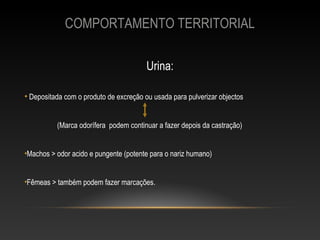 COMPORTAMENTO TERRITORIAL

                                        Urina:

• Depositada com o produto de excreção ou usada para pulverizar objectos


          (Marca odorífera podem continuar a fazer depois da castração)


•Machos > odor acido e pungente (potente para o nariz humano)


•Fêmeas > também podem fazer marcações.
 