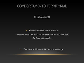 COMPORTAMENTO TERRITORIAL

                       O tacto é subtil



            •   Para contacto físico com os humanos
“ as pancadas na cara do dono come se pedisse ou retribuísse algo”
                     Ex: Amor , Alimentação




     •   Este contacto físico transmite conforto e segurança.
 