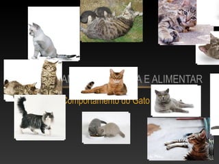 COMPORTAMENTO DE CAÇA E ALIMENTAR
        Comportamento do Gato
 