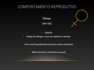 COMPORTAMENTO REPRODUTIVO

                                Fêmea
                                (em cio)

                            •     Agitação
     •     Desejo de esfregar o corpo em objectos ou animais


 •       Urina mais frequentemente (sinal aos machos territoriais)


             •   Miado lamentoso (chamamento sexual)
 