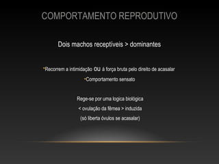 COMPORTAMENTO REPRODUTIVO

       Dois machos receptíveis > dominantes


•Recorrem a intimidação   ou á força bruta pelo direito de acasalar
                   •Comportamento sensato


               Rege-se por uma logica biológica
                < ovulação da fêmea > induzida
                 (só liberta óvulos se acasalar)
 
