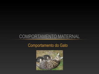 COMPORTAMENTO MATERNAL
   Comportamento do Gato
 