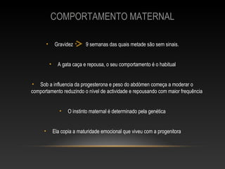 COMPORTAMENTO MATERNAL

          •       Gravidez       9 semanas das quais metade são sem sinais.


              •     A gata caça e repousa, o seu comportamento é o habitual


• Sob a influencia da progesterona e peso do abdómen começa a moderar o
comportamento reduzindo o nível de actividade e repousando com maior frequência


                     •   O instinto maternal é determinado pela genética


      •           Ela copia a maturidade emocional que viveu com a progenitora
 