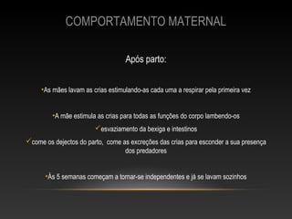 COMPORTAMENTO MATERNAL

                                   Após parto:


     •As mães lavam as crias estimulando-as cada uma a respirar pela primeira vez


         •A mãe estimula as crias para todas as funções do corpo lambendo-os
                        esvaziamento da bexiga e intestinos
come os dejectos do parto, come as excreções das crias para esconder a sua presença
                                  dos predadores


      •Às 5 semanas começam a tornar-se independentes e já se lavam sozinhos
 