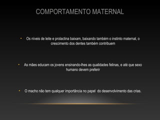 COMPORTAMENTO MATERNAL


    •    Os níveis de leite e prolactina baixam, baixando também o instinto maternal, o
                           crescimento dos dentes também contribuem




•       As mães educam os jovens ensinando-lhes as qualidades felinas, e até que sexo
                                  humano devem preferir




•       O macho não tem qualquer importância no papel do desenvolvimento das crias.
 