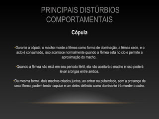PRINCIPAIS DISTÚRBIOS
                   COMPORTAMENTAIS
                                      Cópula

•Durante a cópula, o macho morde a fêmea como forma de dominação, a fêmea cede, e o
 acto é consumado, isso acontece normalmente quando a fêmea está no cio e permite a
                              aproximação do macho.

 •Quando a fêmea não está em seu período fértil, ela não aceitará o macho e isso poderá
                            levar a brigas entre ambos.

•Da mesma forma, dois machos criados juntos, ao entrar na puberdade, sem a presença de
 uma fêmea, podem tentar copular e um deles definido como dominante irá morder o outro.
 
