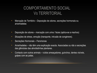 COMPORTAMENTO SOCIAL
                 VS TERRITORIAL
•   Marcação de Território – Deposição de odores, secreções hormonais ou
    arranhadelas


•   Deposição de odores – marcação com urina / fezes (aplica-se a machos)
•   Situações de stress, emoção (transporte, intrusão de congénere).
•   Secreções Hormonais – Feromonas
•   Arranhadelas – não têm uma explicação exacta. Associadas ou não a secreções
    das glândulas das almofadinhas plantares.
•   Contacto com outros animais – ruídos ameaçadores, guinchos, dentes visíveis,
    golpes com as patas.
 