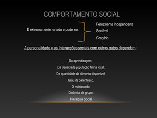COMPORTAMENTO SOCIAL
                                                  Ferozmente independente
 É extremamente variado e pode ser:               Sociável
                                                  Gregário

A personalidade e as Interacções sociais com outros gatos dependem:

                             Da aprendizagem,
                     Da densidade população felina local,
                    Da quantidade de alimento disponível,
                            Grau de parentesco,
                               O matriarcado,
                             Dinâmica de grupo,
                              Hierarquia Social
 