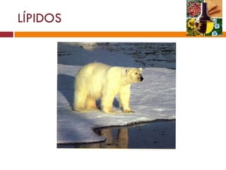 LÍPIDOS 