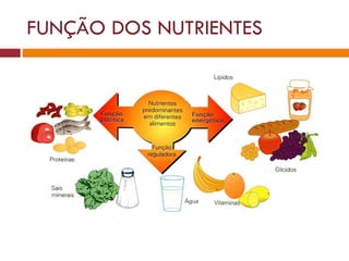 FUNÇÃO DOS NUTRIENTES 