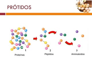 PRÓTIDOS Aminoácidos Péptidos Proteínas 