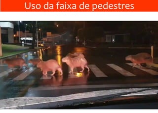 Uso da faixa de pedestres
 