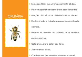 OPERÁRIA
Fêmeas estéreis que vivem geralmente 60 dias.
Possuem aparelho bucal e patas especializadas.
Funções distribuídas de acordo com suas idades.
Realizam todo o trabalho para a manutenção da
colmeia.
Limpam os alvéolos da colmeia e as abelhas
recém nascidas.
Coletam néctar e pólen das flores.
Alimentam as larvas.
Constroem os favos e neles armazenam o mel.
 