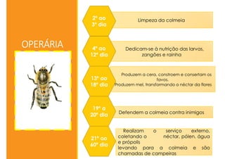 OPERÁRIA
Limpeza da colmeia
Dedicam-se à nutrição das larvas,
zangões e rainha
2º ao
3º dia
4º ao
12º dia
Produzem a cera, constroem e consertam os
favos.
Produzem mel, transformando o néctar da flores
13º ao
18º dia
Defendem a colmeia contra inimigos
19º a
20º dia
Realizam o serviço externo,
coletando o néctar, pólen, água
e própolis
levando para a colmeia e são
chamadas de campeiras
21º ao
60º dia
 