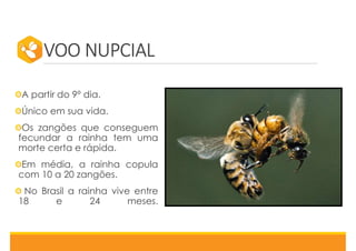 VOO NUPCIAL
A partir do 9º dia.
Único em sua vida.
Os zangões que conseguem
fecundar a rainha tem uma
morte certa e rápida.
Em média, a rainha copula
com 10 a 20 zangões.
No Brasil a rainha vive entre
18 e 24 meses.
 