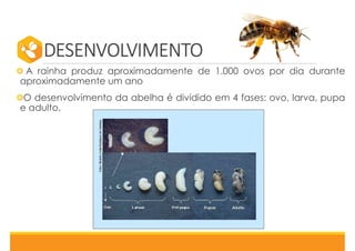 DESENVOLVIMENTO
A rainha produz aproximadamente de 1.000 ovos por dia durante
aproximadamente um ano
O desenvolvimento da abelha é dividido em 4 fases: ovo, larva, pupa
e adulto.
 