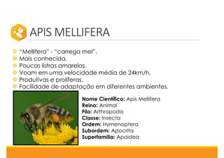 APIS MELLIFERA
Nome Científico: Apis Mellifera
Reino: Animal
Filo: Arthropoda
Classe: Insecta
Ordem: Hymenoptera
Subordem: Apocrita
Superfamília: Apoidea
“Mellifera” - “carrega mel”.
Mais conhecida.
Poucas listras amarelas.
Voam em uma velocidade média de 24km/h.
Produtivas e prolíferas.
Facilidade de adaptação em diferentes ambientes.
 