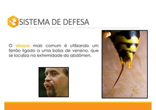 SISTEMA DE DEFESA
O ataque mais comum é utilizando um
ferrão ligado a uma bolsa de veneno, que
se localiza na extremidade do abdômen.
 
