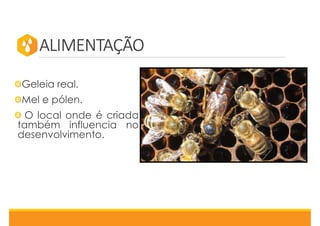 ALIMENTAÇÃO
Geleia real.
Mel e pólen.
O local onde é criada
também influencia no
desenvolvimento.
 
