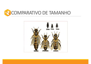 COMPARATIVO DE TAMANHO
 