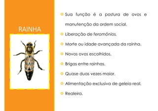 RAINHA
Sua função é a postura de ovos e
manutenção da ordem social.
Liberação de feromônios.
Morte ou idade avançada da rainha.
Novos ovos escolhidos.
Brigas entre rainhas.
Quase duas vezes maior.
Alimentação exclusiva de geleia real.
Realeira.
 