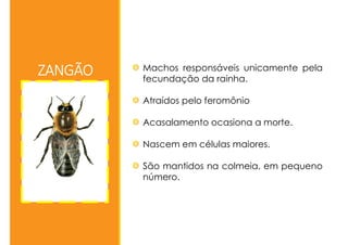 ZANGÃO Machos responsáveis unicamente pela
fecundação da rainha.
Atraídos pelo feromônio
Acasalamento ocasiona a morte.
Nascem em células maiores.
São mantidos na colmeia, em pequeno
número.
 