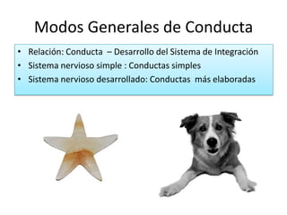 Modos Generales de Conducta
• Relación: Conducta – Desarrollo del Sistema de Integración
• Sistema nervioso simple : Conductas simples
• Sistema nervioso desarrollado: Conductas más elaboradas
 
