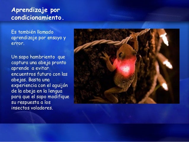 Comportamiento Animal