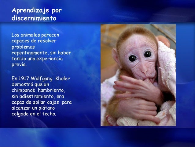 Comportamiento Animal